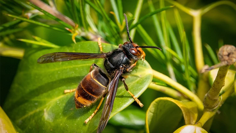 Frelon asiatique - espèce invasive dangereuse